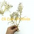 Lũa Xương Chùm Nhánh - Dùng Làm Tán Bonsai Trong Bể Thủy Sinh