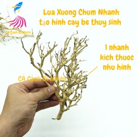 Lũa Xương Chùm Nhánh - Dùng Làm Tán Bonsai Trong Bể Thủy Sinh