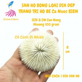 San Hô Bông loại dĩa dẹp trang trí hồ cá bể thủy sinh size 8 cm